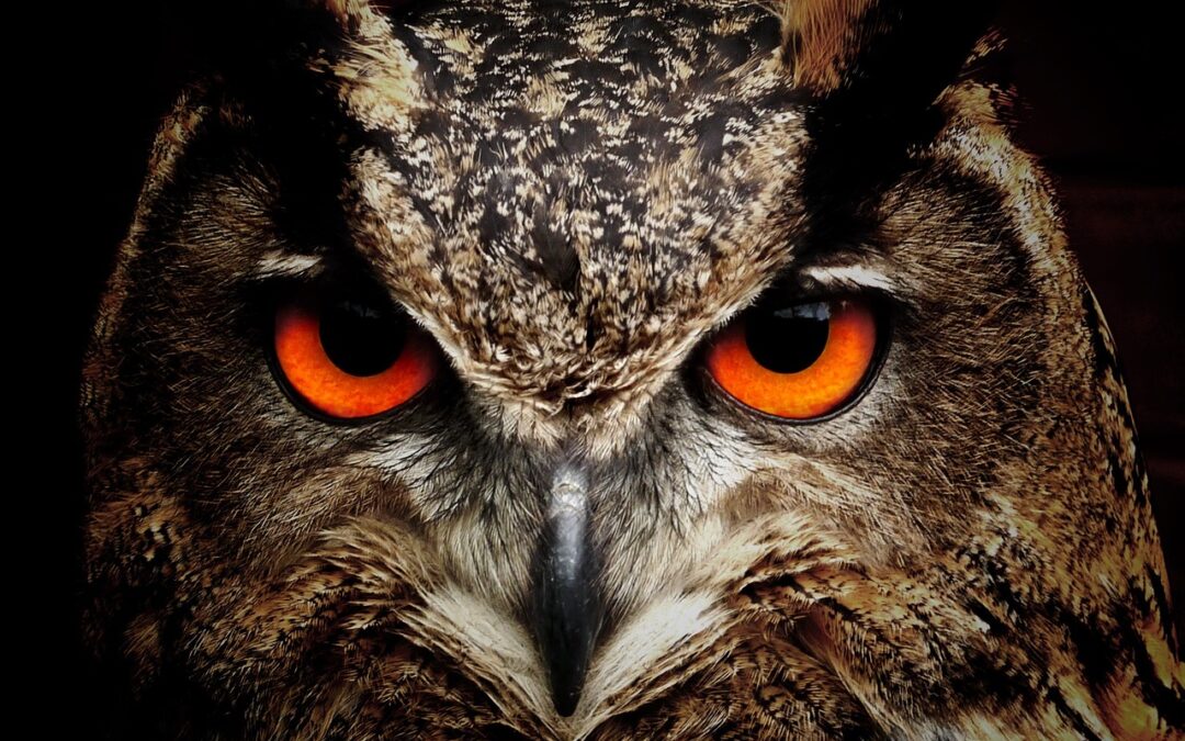 Owl Animal Totem